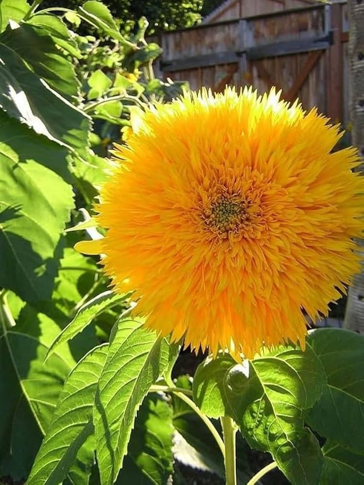 Double Dandy Sunflower Seeds ( )