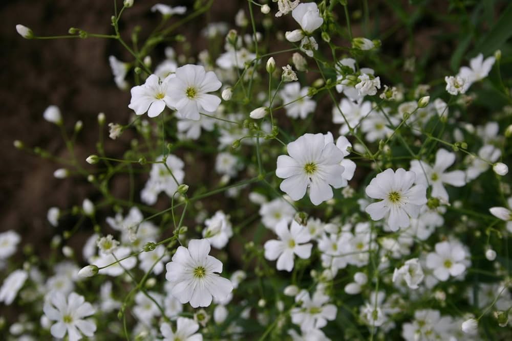 Simplers Joy Mix White Seeds for Planting Flower Bed Home Garden