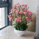 Carnation Dianthus Caryophyllus pink seeds