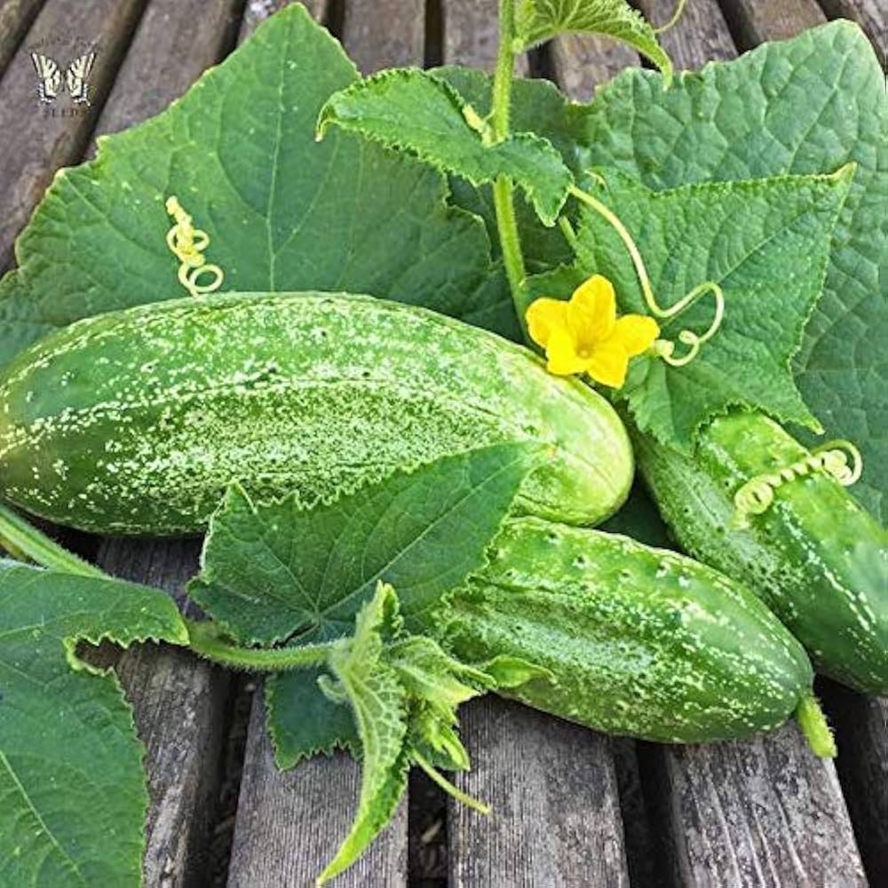 Boston Decapaggio Cucumber Seeds for Crisp Pickling Cucumbers