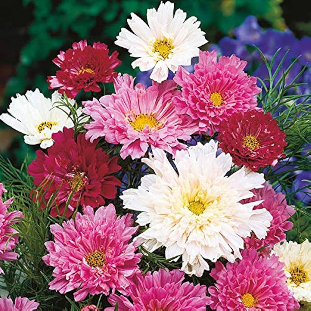 Cosmos Double Click Rare Seeds for Planting Double Blooms Seeds