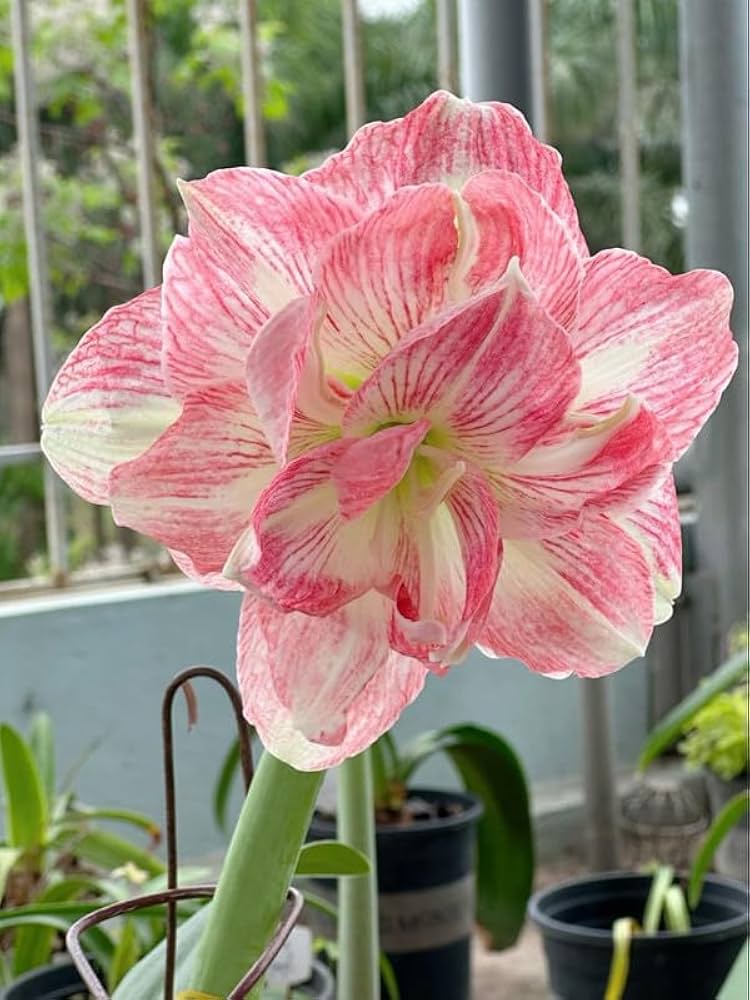 Amaryllis Bulb, Beautiful Outdoor Flowers, . Bulbs