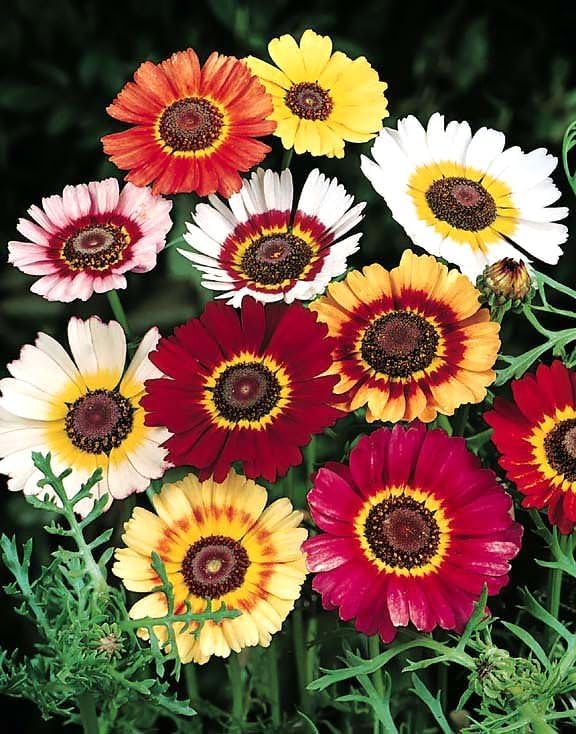 Daisy Chrysanthemum carinatum Rainbow Flower Seeds for Planting in backyard garden or borders