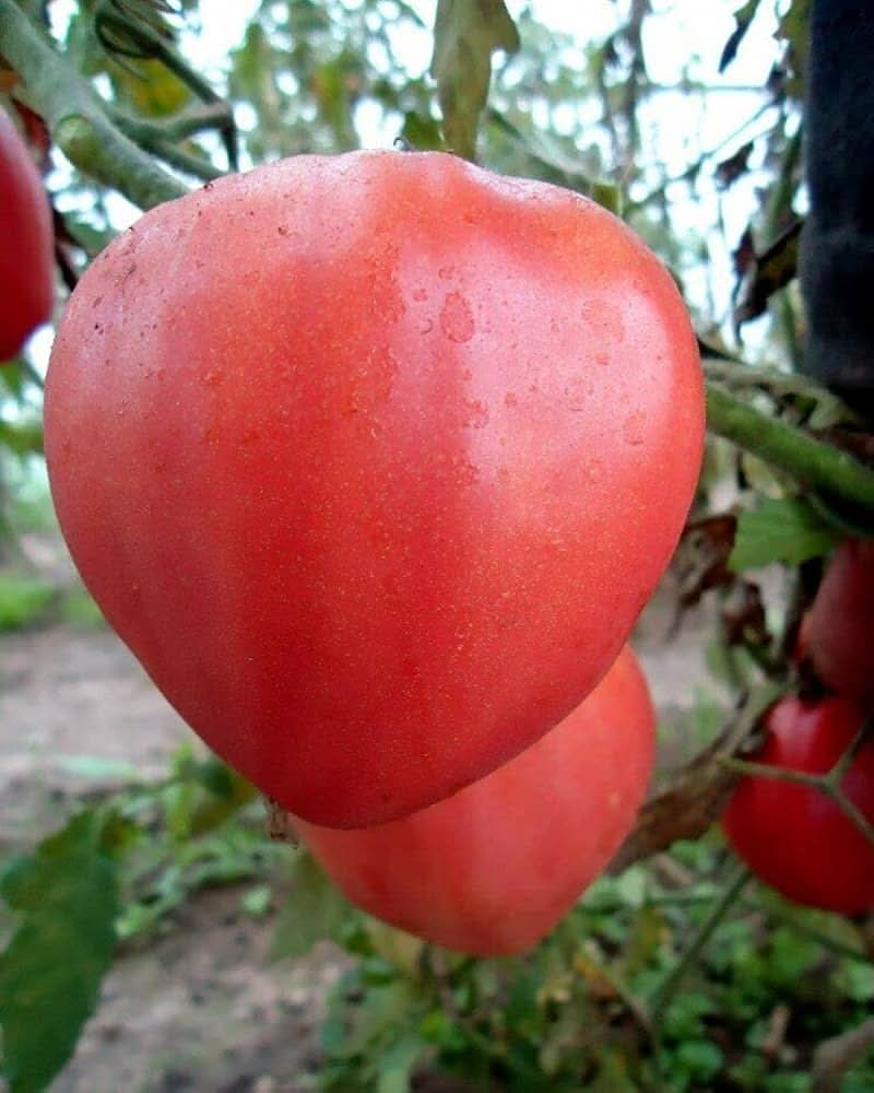 Pink Ox Heart Tomato Seeds for large, heirloom tomatoes with rich flavor and meaty texture, perfect for slicing, sauces, and home gardens