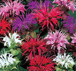 Balm for planting in home garden