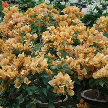 Yellow Bougainvillea Seeds for Planting – Organic, Heirloom, Non-GMO Flowers