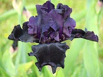 Iris Flower - Heirloom, Non - Gmo Seeds