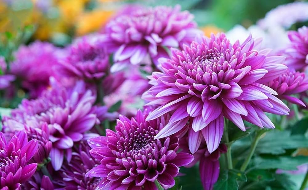 Chrysanthemum Chrysanthemum morifolium flower seeds for home garden planting