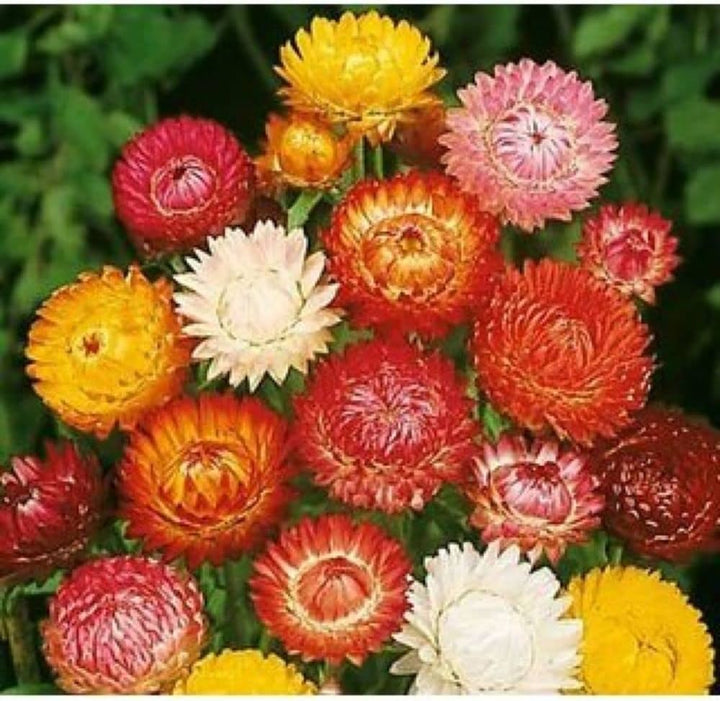 Mixed Helichrysum Flower Seeds for Planting - 100