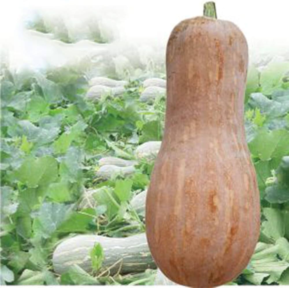 Calabaza squash – long neck heirloom seed
