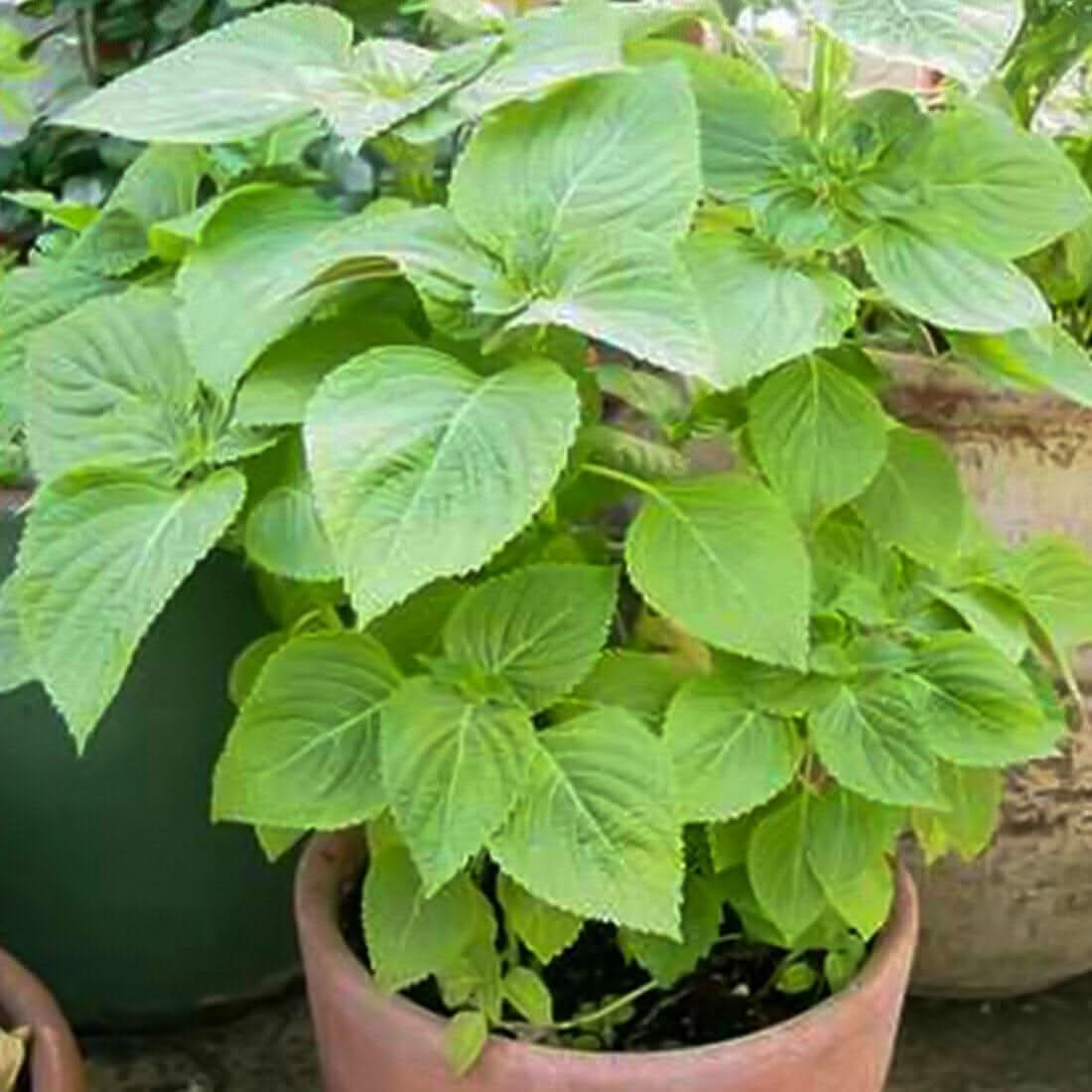 Shiso Herb Seeds for Planting,Microgreens and Herb Gardens Scientific Name Placeholder for planting in home garden