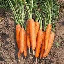 Carrot Seeds for Planting