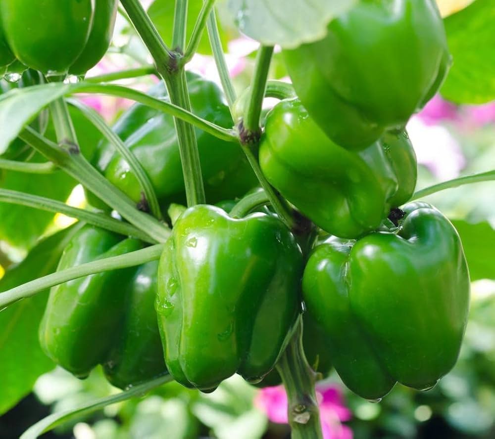 Capsicum Annuum Pepper Seeds for planting in vegetable patch