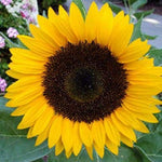 Mini sunflower Helianthus seeds for balcony or garden planting