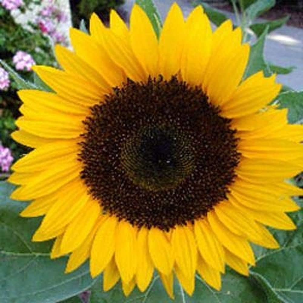 Mini sunflower Helianthus seeds for balcony or garden planting