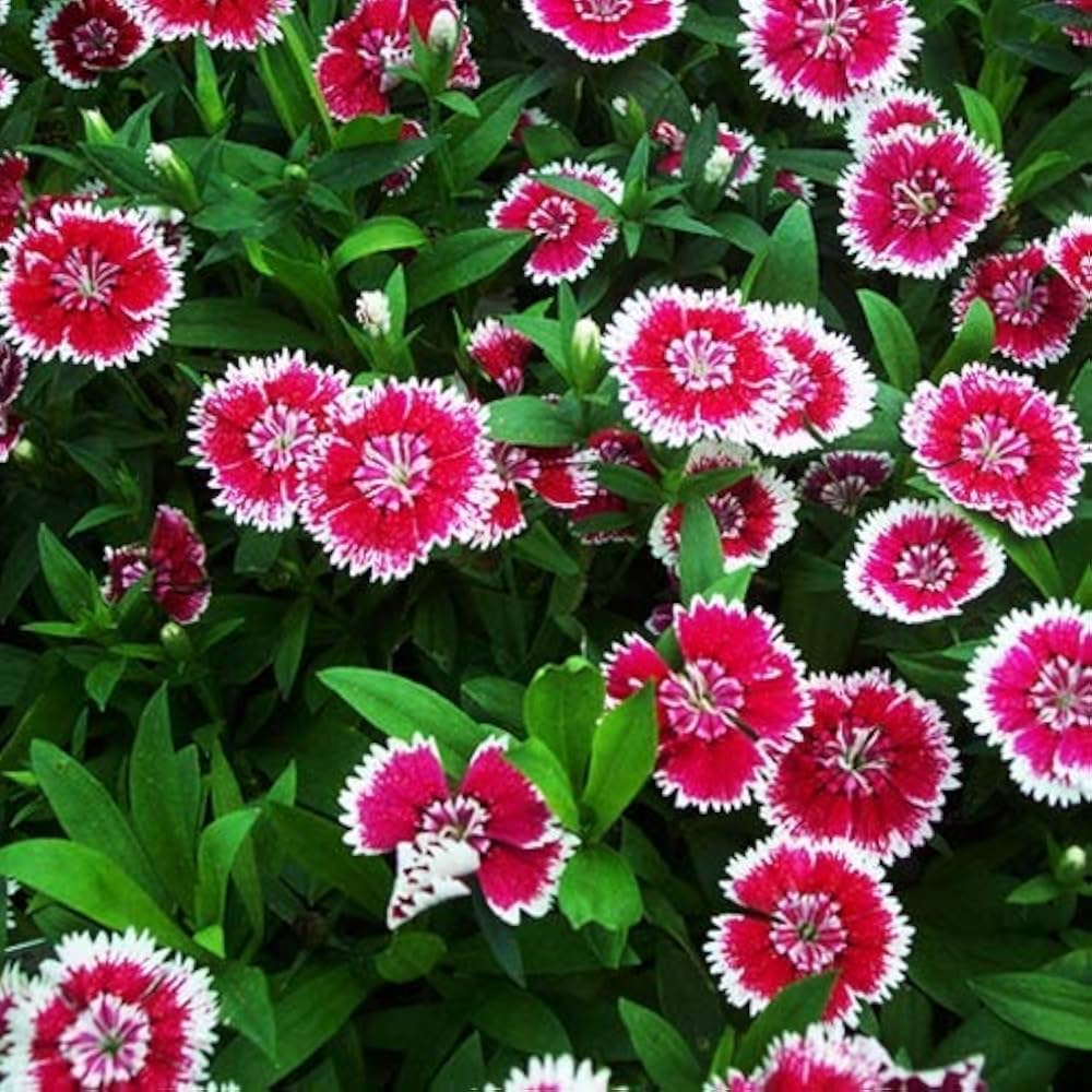 Sweet William Dianthus barbatus flower seeds for planting in home garden borders and containers