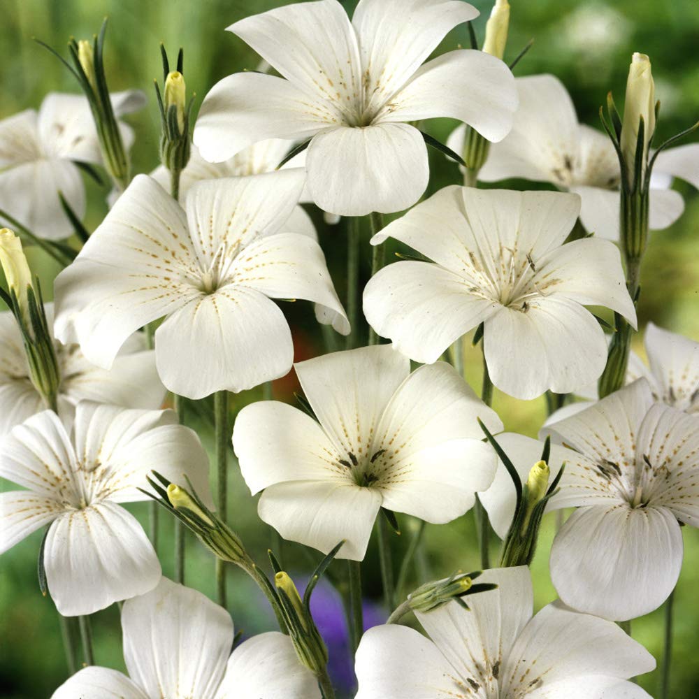 Heirloom Non-GMO White Ocean Pearl Agrostemma Seeds - Seeds for Beautiful Garden Flowers