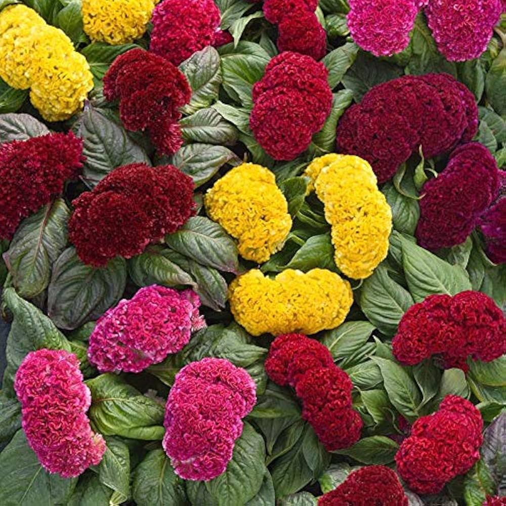 Celosia Seeds - Cristata Dwarf Mix