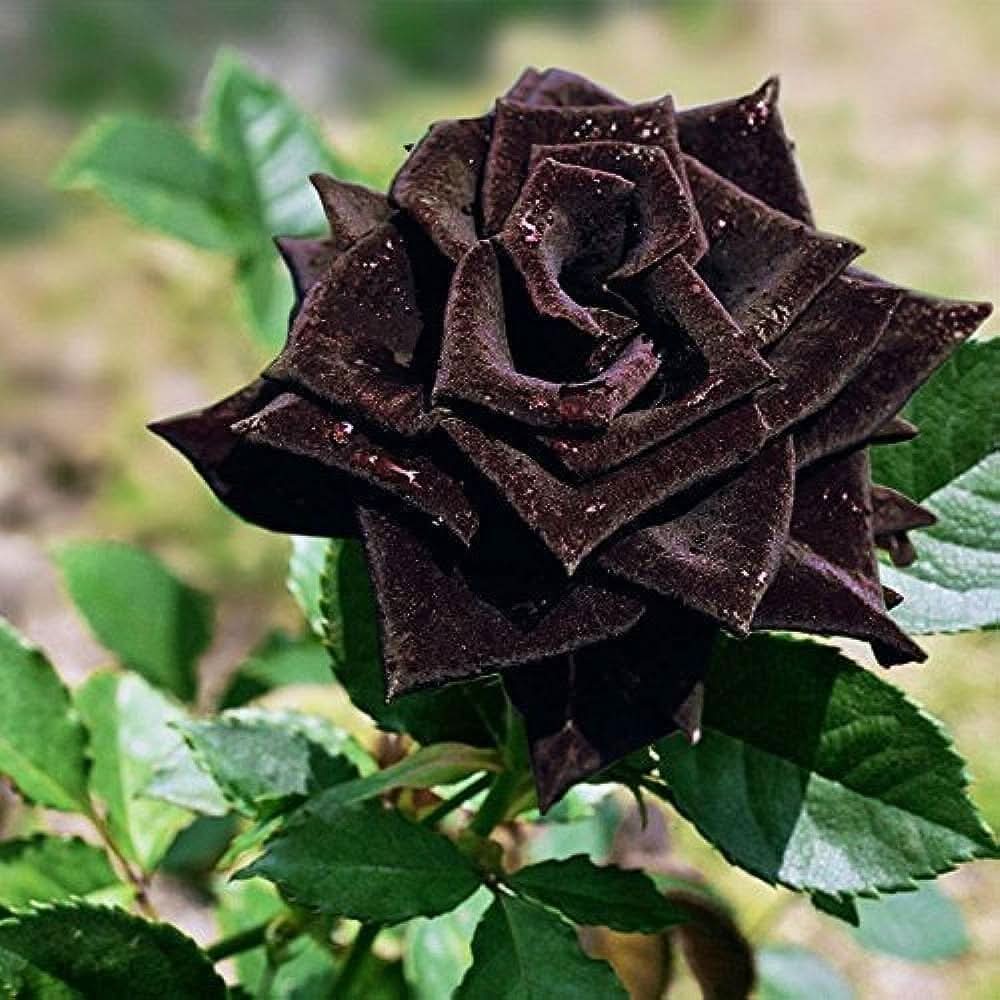 Black - Rose for planting in home garden