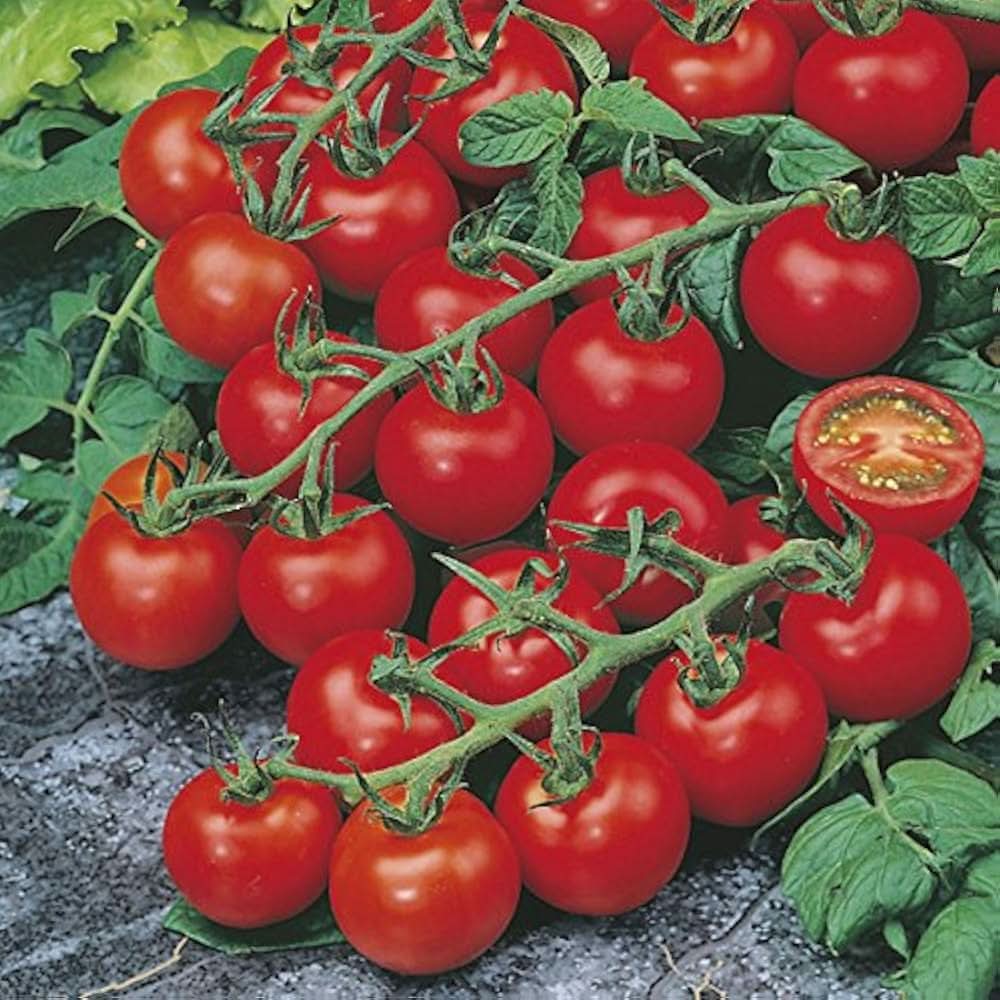 Black Cherry Tomato Solanum Lycopersicum vegetable seeds for planting in kitchen garden and home garden beds