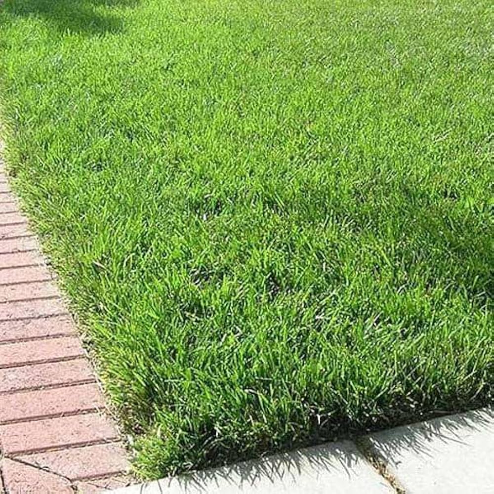 Broomsedge Grass Seeds, , Home Garden