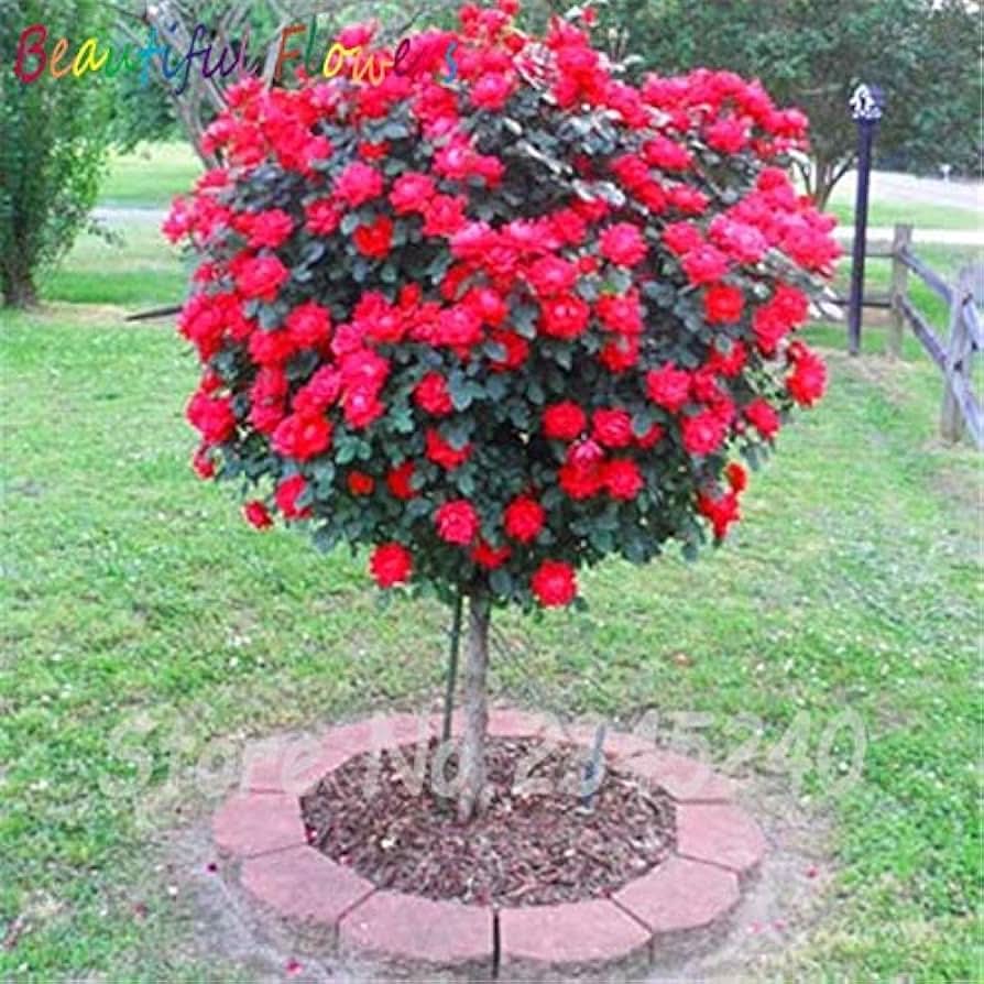 Rose Tree Rosa spp. flowering tree seeds for planting in garden landscapes and patios