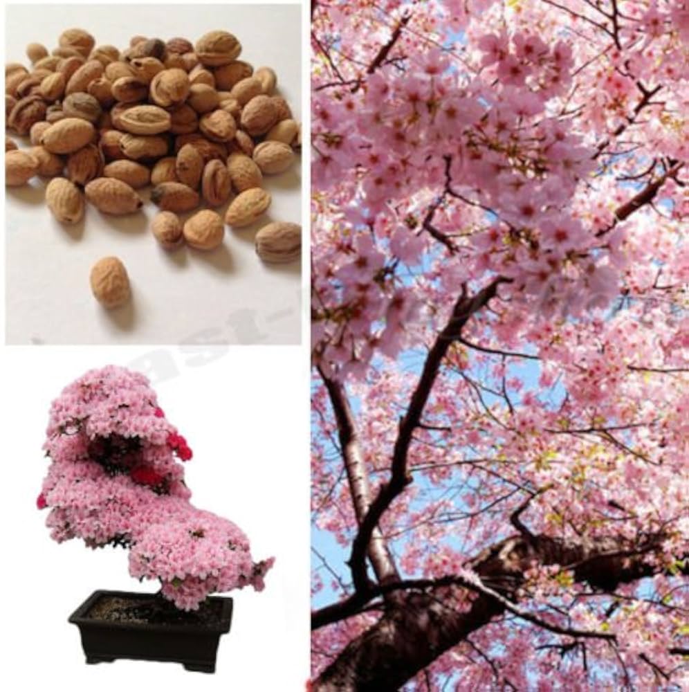 Cherry Blossom Prunus Serrulata Mini Japanese Sakura Bonsai Flower Seeds for Planting – Perfect for Indoor and Patio Use