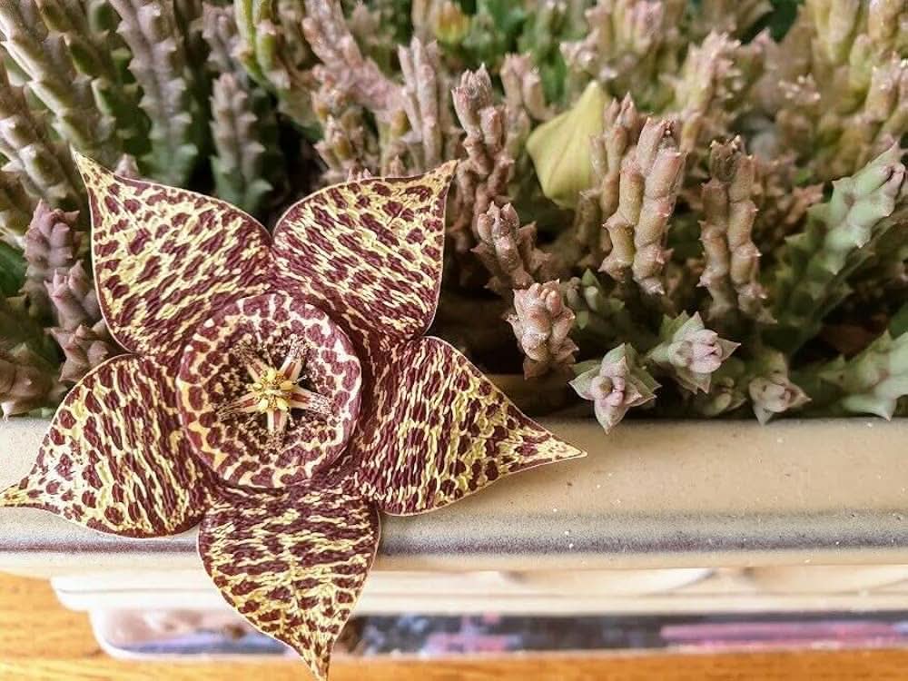 Carrion Flower Stapelia Gigantea Flower Seeds for Planting in rock gardens and indoor succulent pots