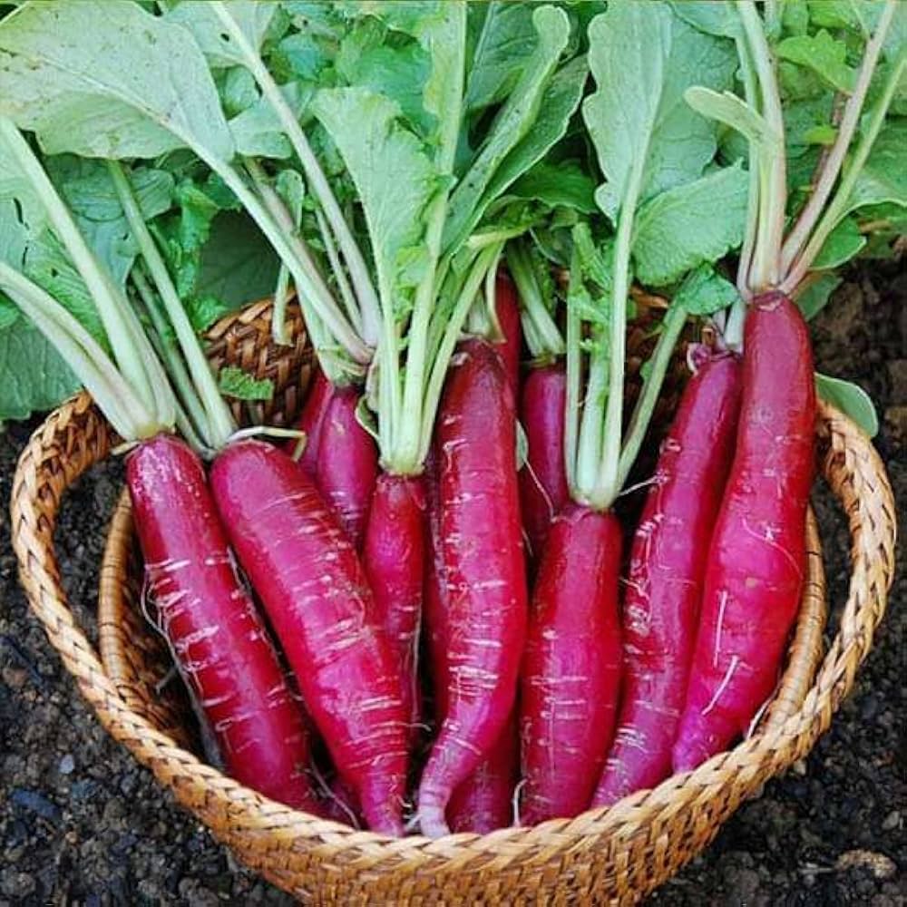 Radish Raphanus Sativus Red Giant Russian Heirloom Vegetable Seeds for Planting – Suitable for Kitchen Garden