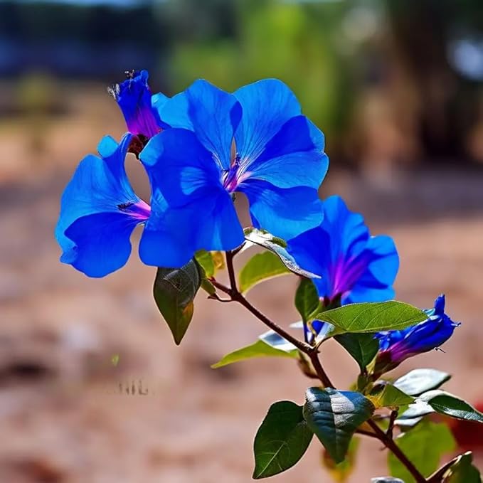 Blue Bougainvillea Spectabilis Seeds