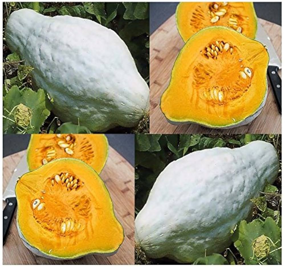 Blue Hubbard Squash Seeds for Planting vegetable patch