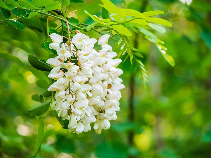 Pagoda Flower Seeds for Planting - 100