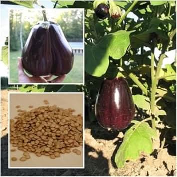 Purple Eggplant Seeds for Planting - Unique Vegetable heirloom & Non GMO Seeds
