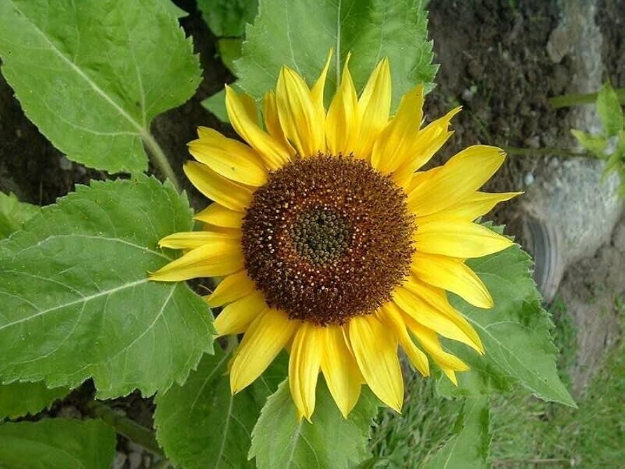 Mini Sunflower Seeds for Planting Helianthus for Balcony and DIY Garden