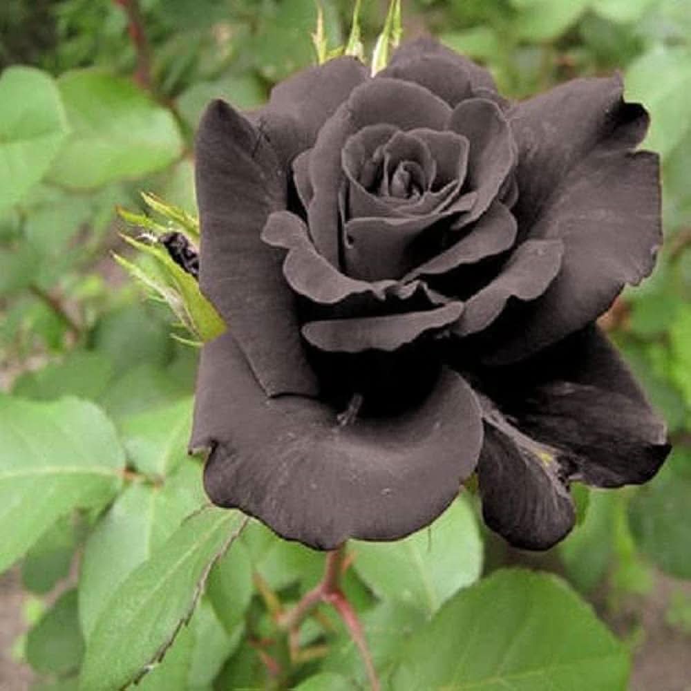 Black Bonsai Rose Rosa Hybrida flower seeds for planting in home garden bonsai displays and decorative pots