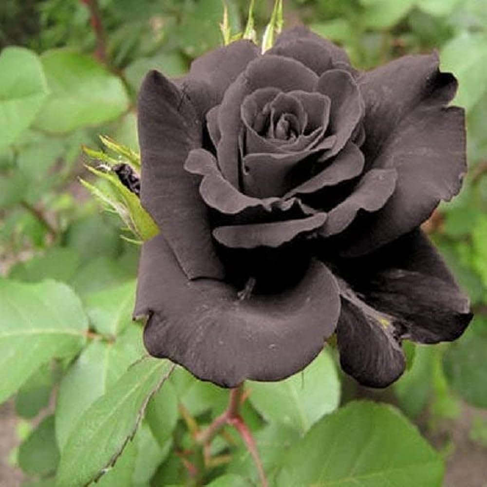 Black Rose Seeds – Seeds for Growing Rare, Beautiful Black Roses in Your Garden
