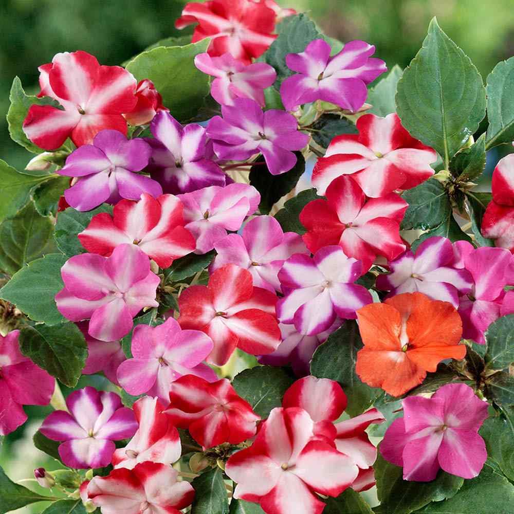 High Survival Peach Impatiens Seeds - Pieces, Blooms Beautifully in Outdoor Gardens
