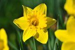 Narzisse Flower Seeds for Planting - 100 pcs for planting in your garden.