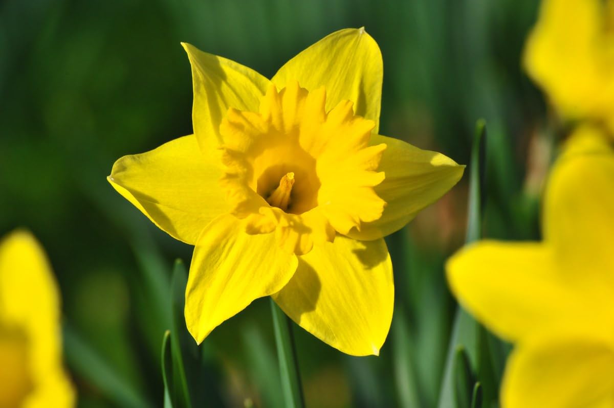 Narzisse Flower Seeds for Planting - 100 pcs for planting in your garden.
