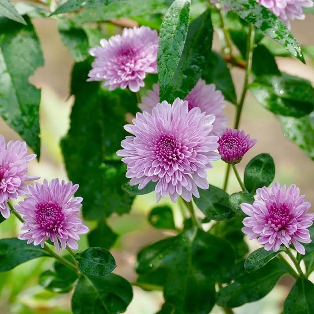 Chrysanthemum Morifolium Violet Flower Seeds for Planting in backyard gardening and decorative pots