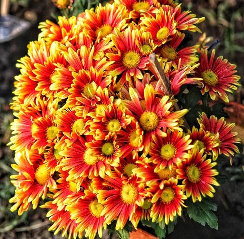 Yellow Red Chrysanthemum Flower - Heirloom, Non - Gmo Seeds