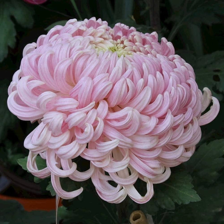 Crucianella Flower Seeds for Planting, Pink Variety, 100 pcs