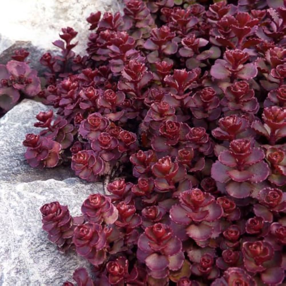 Sedum Voodoo Succulent Flower Seeds for Planting