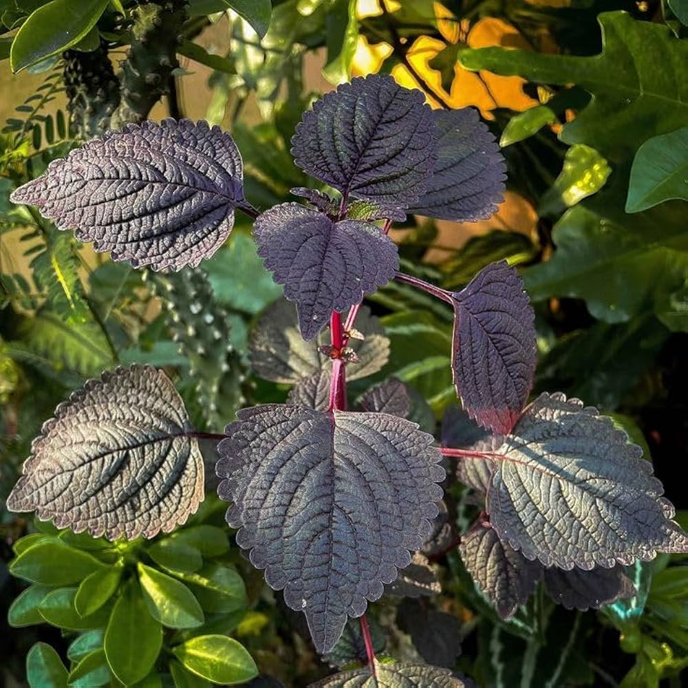 Mixed Perilla Plant Seeds for Planting