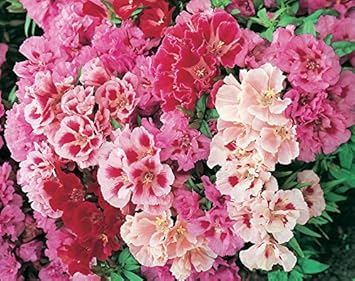 Mixed Godetia Flower Seeds for Planting, 100