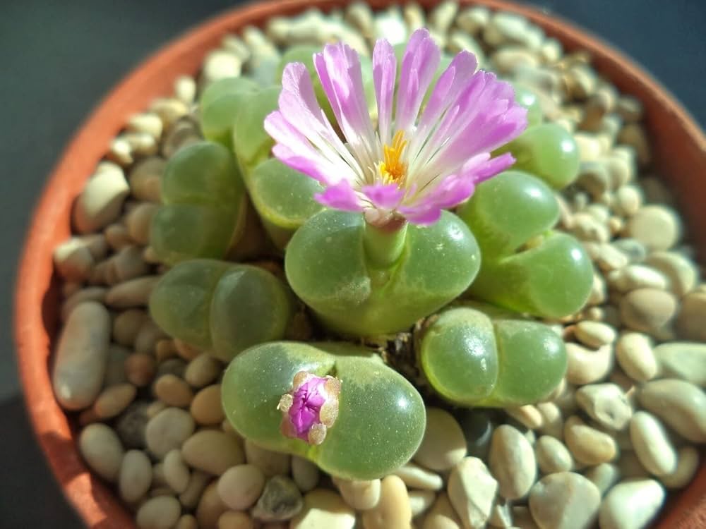 Conophytum Ratum Seeds – Hardy Succulent Variety-Heirloom & Non-GMO Seeds for planting – Fresh Herb for Your Garden