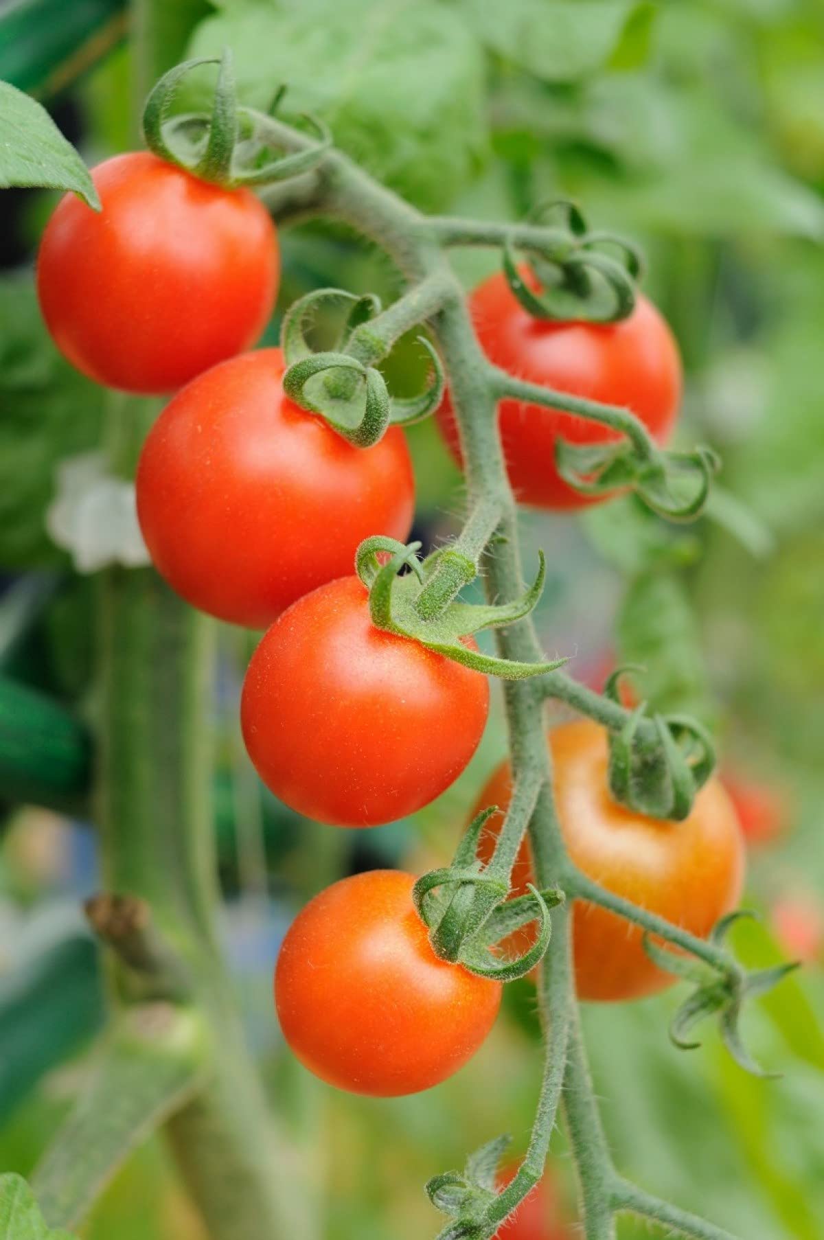 Cherry Tomato – edible plant for planting in urban garden