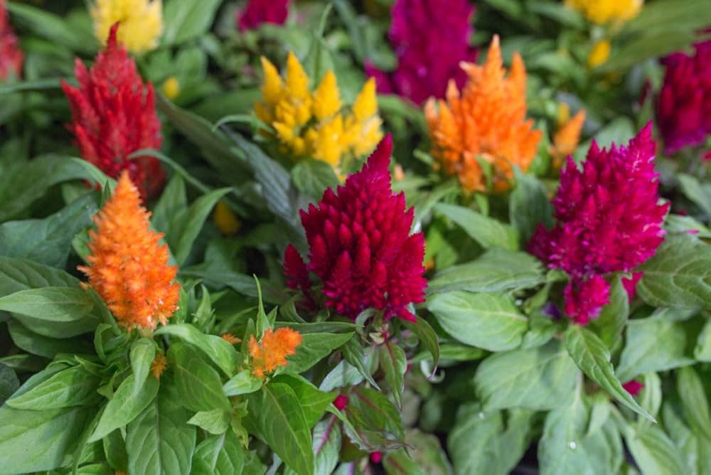 Celosia Fresh Look Gold Seeds for Planting flower bed garden
