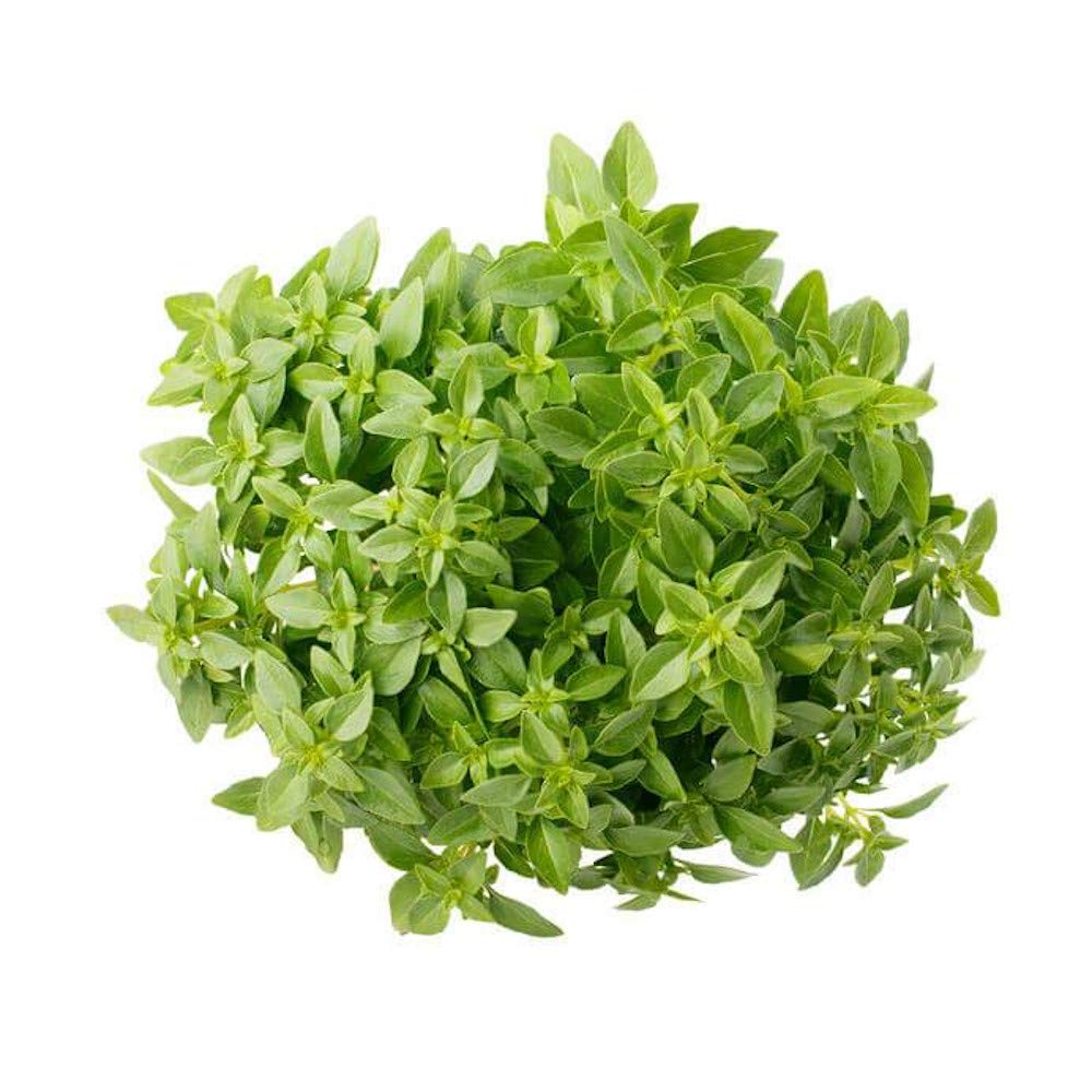 Greek Basil Seeds for Planting – Herb Garden Essential-Heirloom & Non-GMO Seeds for planting – Fresh Herb for Your Garden