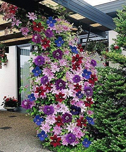 Clematis Mixed Colors Seeds